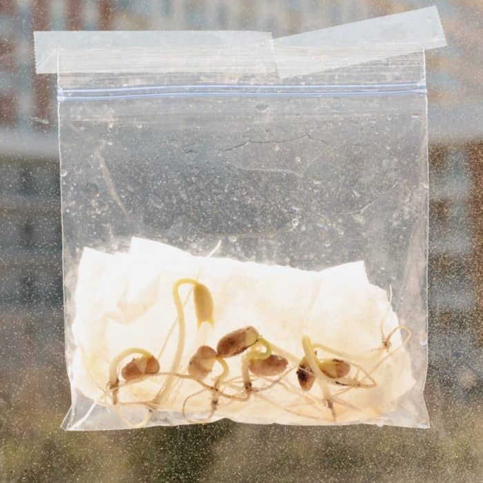 Image of Arrangement Of Michelia Champaca Germination Bag Or  Seeds-GG646837-Picxy