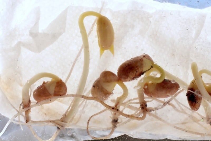 Germinating Seeds In A Bag