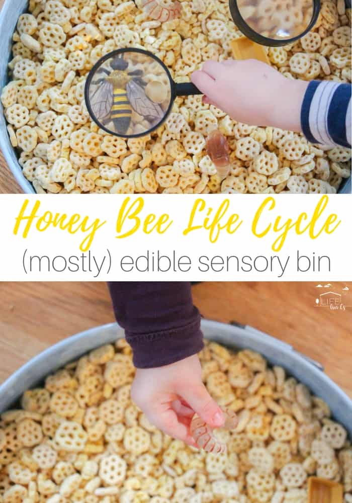 Life Cycle of a Honey Bee Sensory Tray