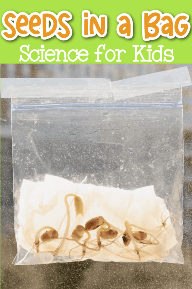 photo of seeds sprouting in a plastic bag as part of a germinating seeds in a bag science experiment
