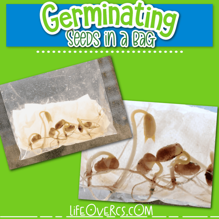 2 photos of germinating seeds in a bag science experiment for kids