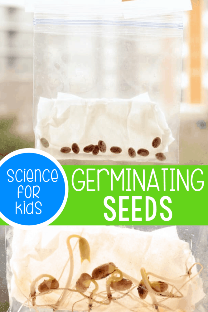 Germinating Seeds In A Bag Science Experiment For Kids