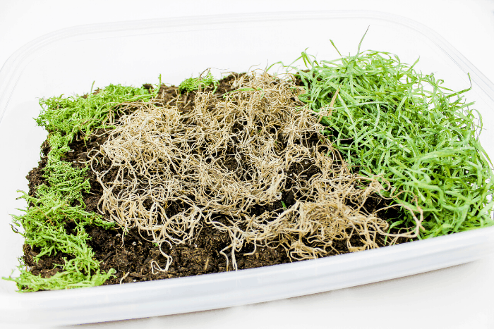 create a bug sensory bin for preschoolers to use during your insect unit or when you are learning about life cycles with your preschoolers. they can learn about habitats, what bugs are and what food they eat with this fun bug sensory bin.