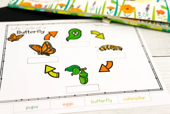 – Life Over C's Cut and paste the labels next to the pictures to complete the butterfly life cycle worksheet.