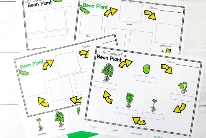 life cycle of a plant diagram