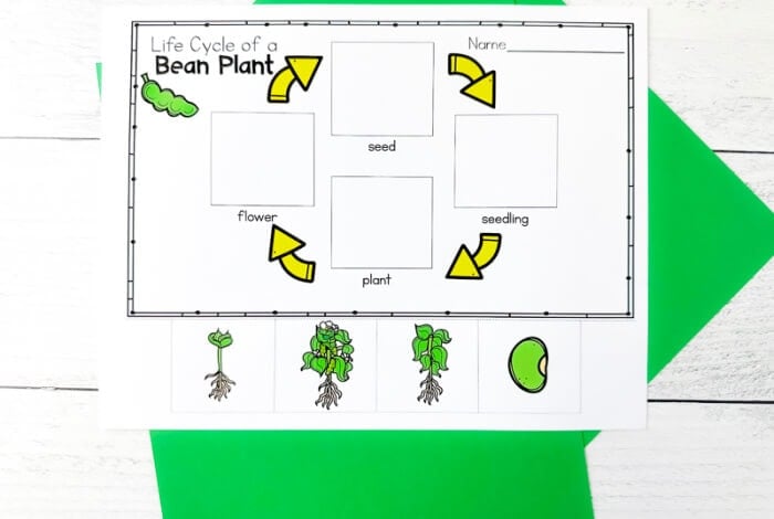 flower life cycle diagram for kids