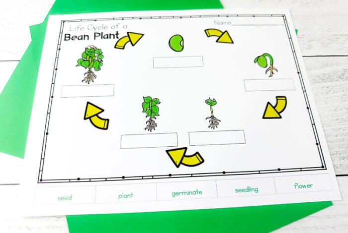 life cycle of a flowering plant diagram for kids