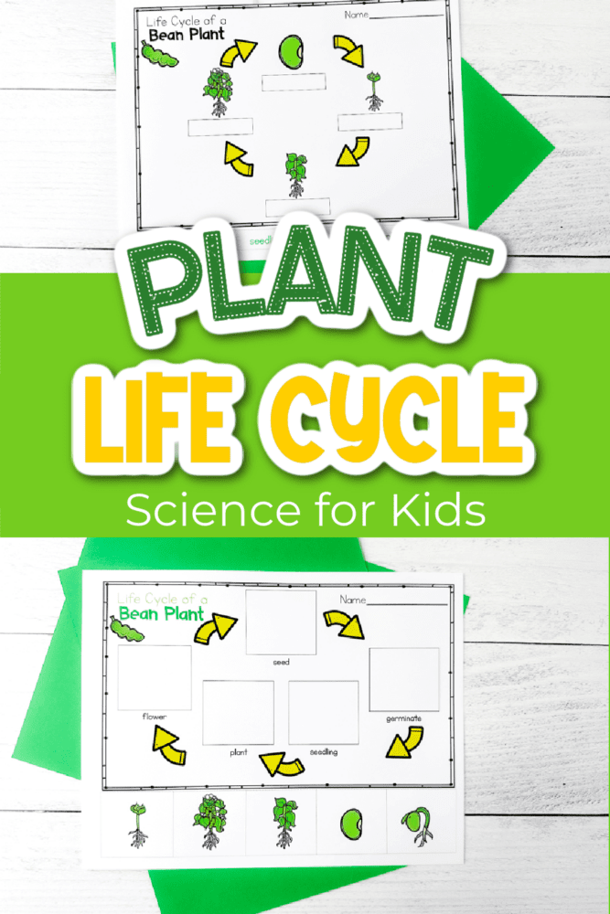 life cycle of a flowering plant diagram for kids