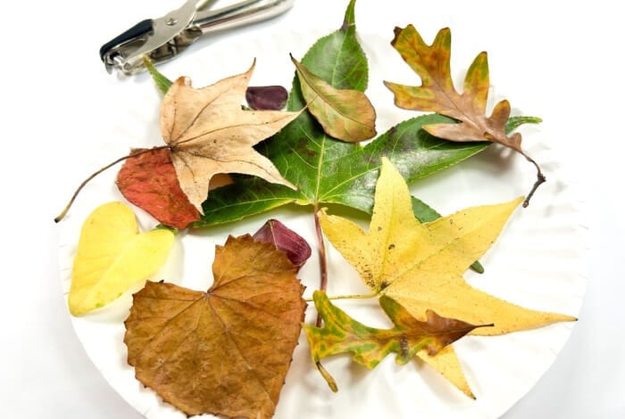 fall leaves on a plate for making homemade confetti.