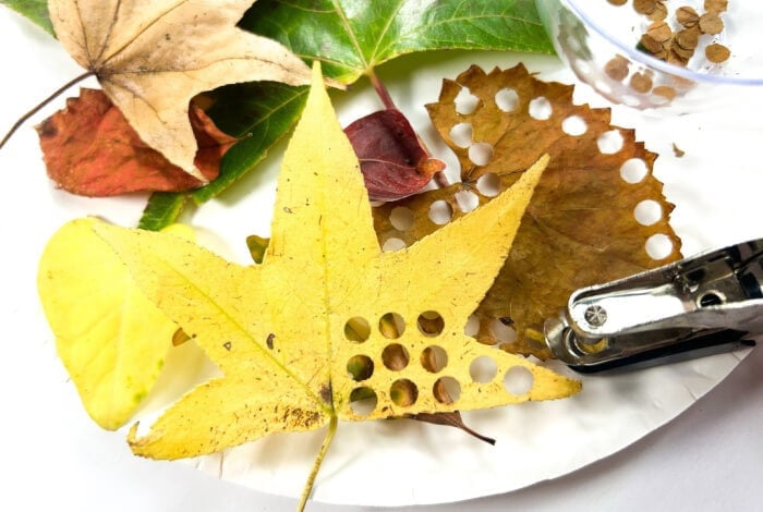 punching holes in different colored leaves to make leaf confetti.