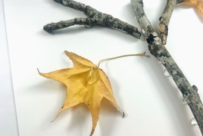 Make a Super Easy Fall Tree Craft for Preschoolers 12 yellow fall leaf and small sticks hot glued to a white piece of paper fall leaf craft for kids