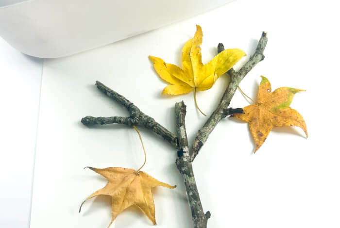 Make a Super Easy Fall Tree Craft for Preschoolers 16 three fall leaves and three small sticks on a white piece of paper to create a fall leaf craft shaped like a tree