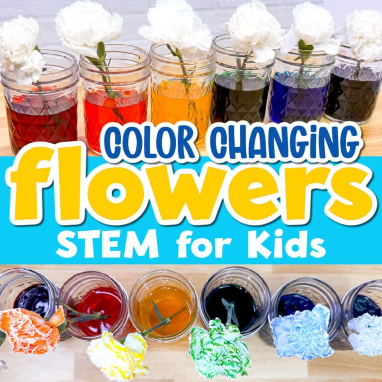 two photos showing a color changing flowers science experiment for kids.