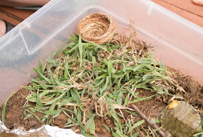 Fun, Hands-On River Small World Habitat Exploration 15 dirt and weeds inside a clear plastic bin for a river sensory bin.