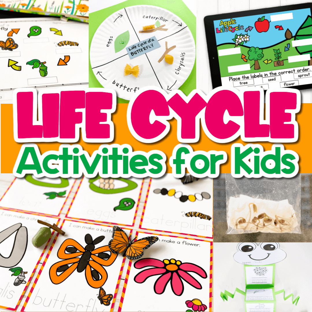 collage of life cycle activities for kids