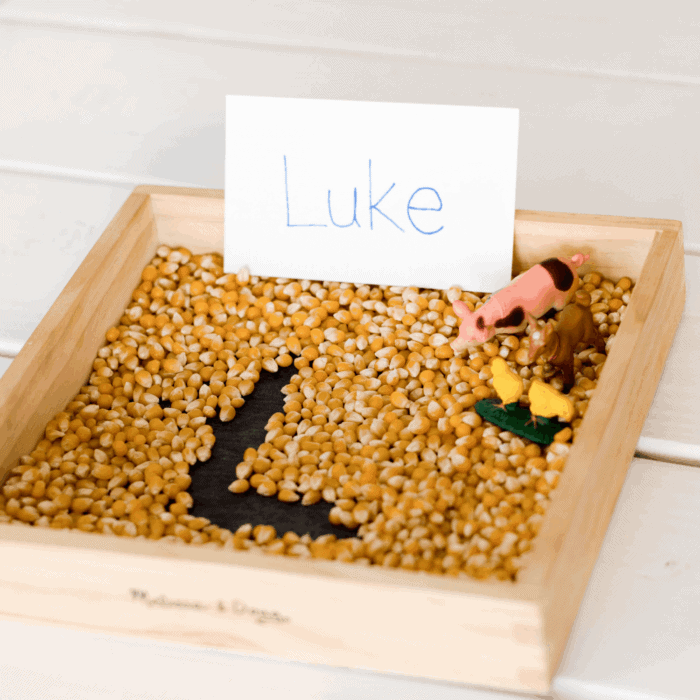farm theme activities for preschool and kindergarten featuring a corn sensory tray with toy farm animals, chicks, and a name card for hands-on learning.